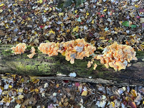 chicken of the woods