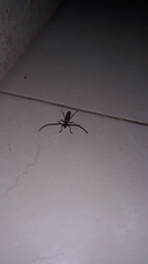 Aneflus glabropunctatus