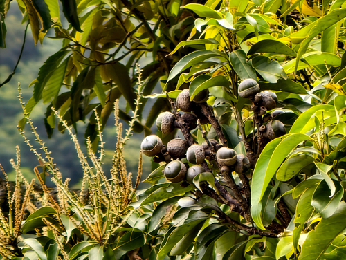 Lithocarpus shinsuiensis observed 2026-10-16