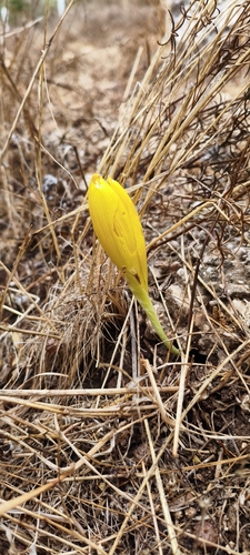 Sternbergia clusiana