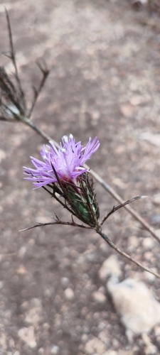 Beautiful Distaff-thistle