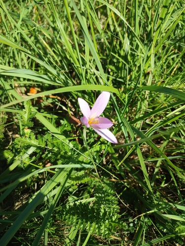 Autumn Crocus