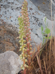 Umbilicus intermedius