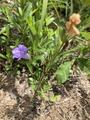 Ruellieae