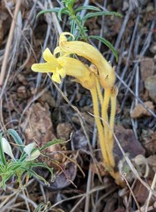 Aphyllon fasciculatum