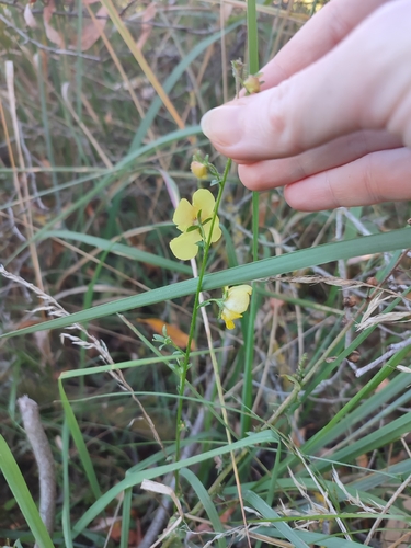 moth mullein