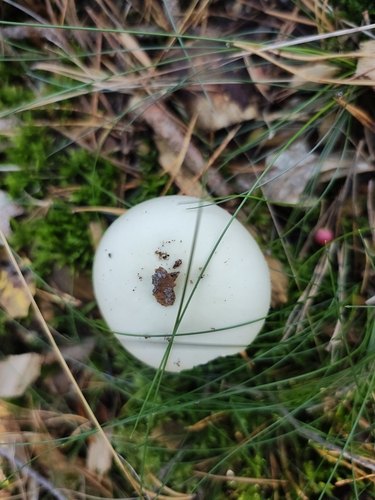 False Death-cap