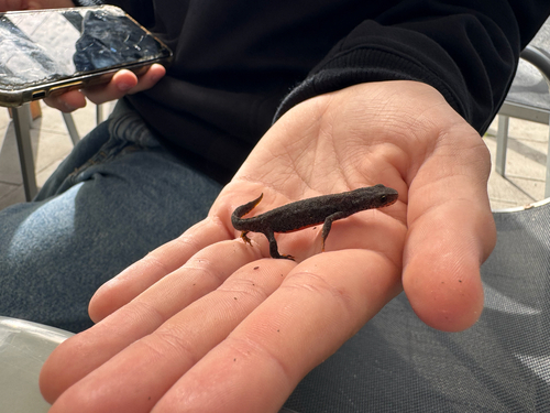 Alpine Newt