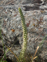 Umbilicus intermedius