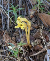 Aphyllon fasciculatum