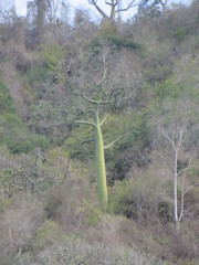 Ceiba trischistandra