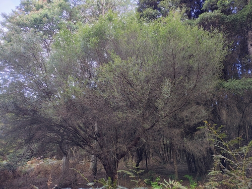 Monotoca glauca observed 2026-10-14