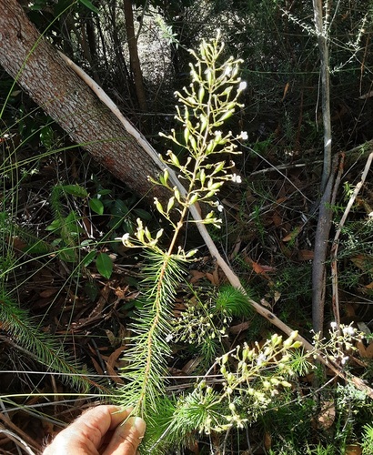 Stylidium laricifolium observed 2026-10-09