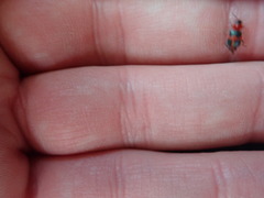 Collops quadrimaculatus