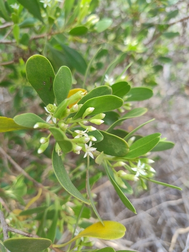 Lumnitzera racemosa observed 2026-10-15