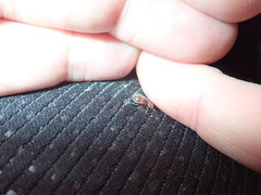 Collops quadrimaculatus