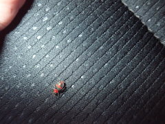 Collops quadrimaculatus