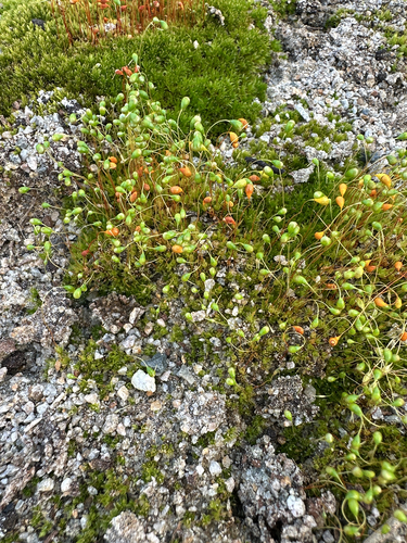 Funaria hygrometrica observed 2026-10-16
