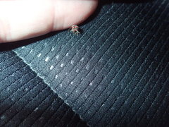 Collops quadrimaculatus