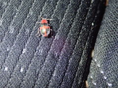 Collops quadrimaculatus