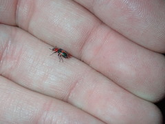 Collops quadrimaculatus