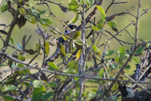 iNaturalist image