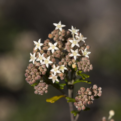 Pomaderris obcordata