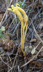 Aphyllon fasciculatum