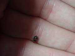 Collops quadrimaculatus