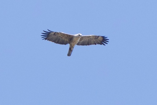 iNaturalist image