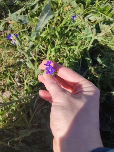 common alkanet
