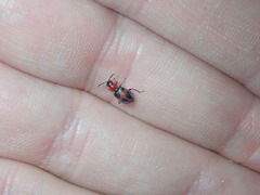 Collops quadrimaculatus