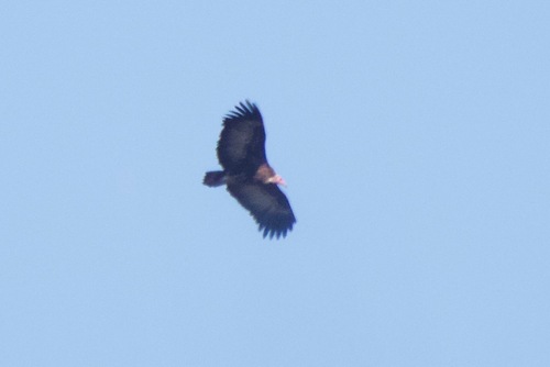iNaturalist image
