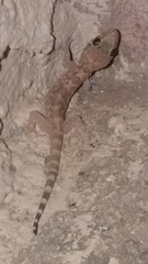 Hemidactylus turcicus