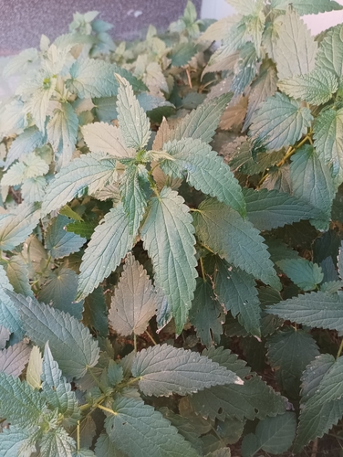 great stinging nettle