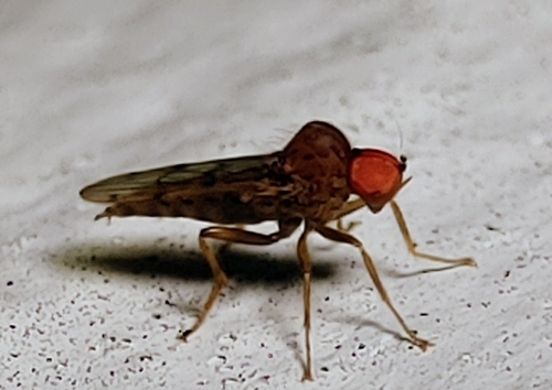 Syneches simplex photo 2