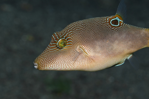Canthigaster compressa observed 2026-10-16
