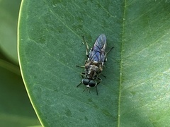 Nigritomyia
