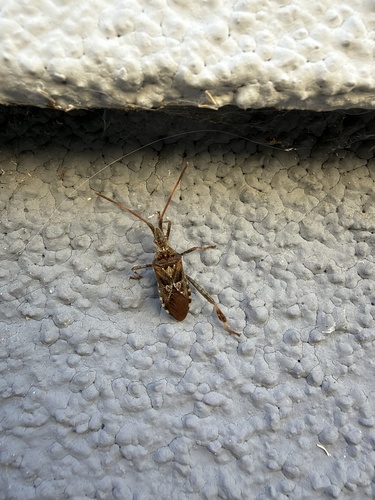 Western Conifer Seed Bug