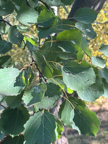 European aspen