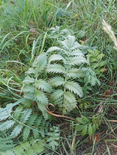 common silverweed