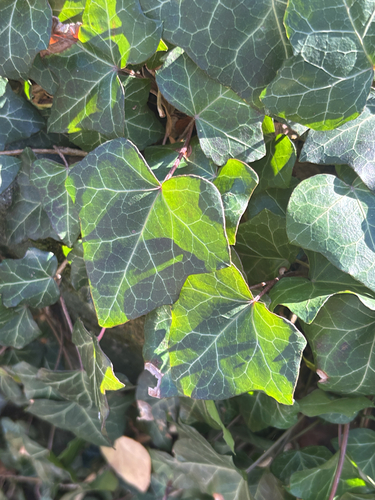 common ivy