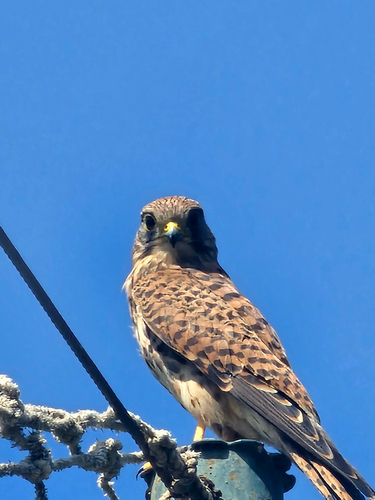 Eurasian Kestrel