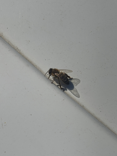 Western Honey Bee