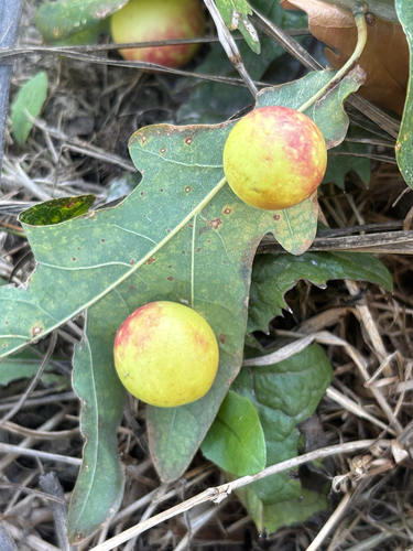 Cherry Gall Wasp