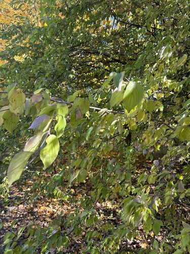 Cornelian cherry
