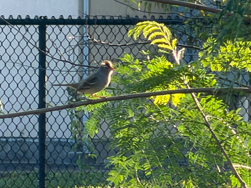 White-crowned Sparrow