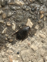 Acilius semisulcatus