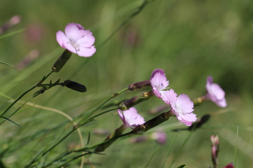Dianthus inodorus Steud., 1821