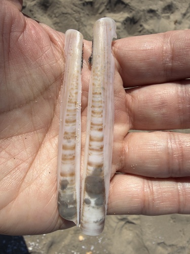 Ensis siliqua observed 2026-10-16